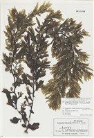 藏品(馬尾藻屬)的圖片